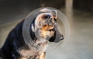 german shepherd dog puppy on gray concrete floor