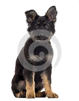 German Shepherd Dog puppy isolated on white