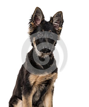 German Shepherd Dog puppy isolated on white