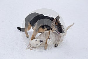 German shepherd dog puppy and labrador retriever puppy are playing on a white snow in the winter park. Four month old