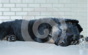 German shepherd dog puppy ly sleep on floor in front of wall