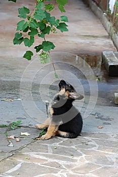 German Shepherd dog puppy play with brunch of grap