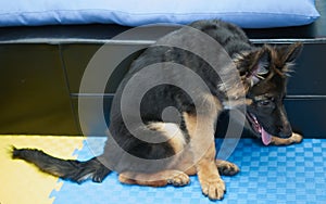 German shepherd dog puppy sit on floor tired after play in living room