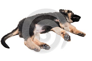 German shepherd dog puppy sleep on floor isolated on white