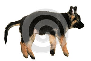 German shepherd dog puppy sleep on floor isolated on white cutout