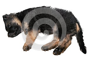 German shepherd dog puppy sleep on floor isolated on white top view