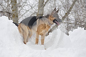 German shepherd dog puppy is standing on a white snow in the winter park. Pet animals.
