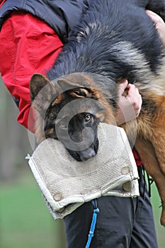 German Shepherd Dog puppy training.