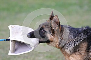 German Shepherd Dog puppy training.