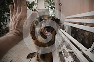 German Shepherd dog raises her paw agains my hand