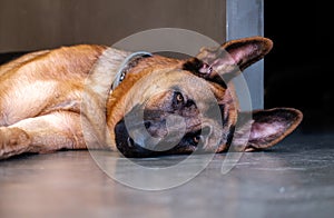 German Shepherd dog Resting on floor, purebred canine dog