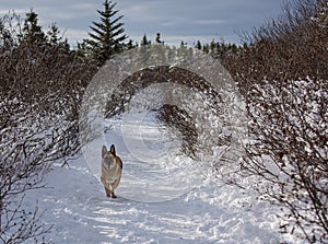 German Shepherd Dog running down a snow covered path
