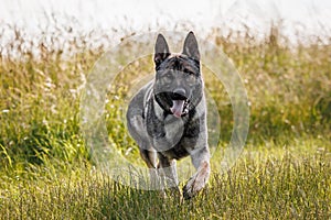 German shepherd dog running in field