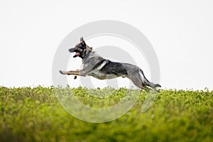 German shepherd dog running in field