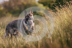 German shepherd dog running in grass