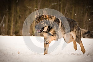 German Shepherd Dog is running in snow.
