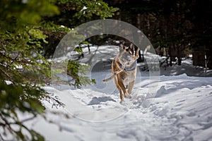 German Shepherd Dog running with stick in mouth down snow covered forest path