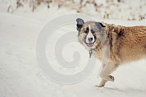 German Shepherd Dog running with stick in mouth down snow covered trail in woods