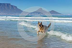 German Shepherd dog running, swimming and having fun at the beach, Cape Town