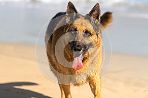 German Shepherd dog running, swimming and having fun at the beach, Cape Town