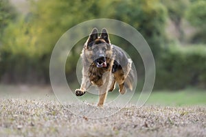 German Shepherd dog running towards the camera