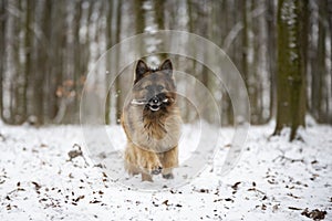 German Shepherd dog running in the winter forest