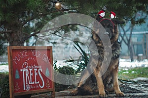 German shepherd dog with a Santa headband sitting near a red Christmas sign under Christmas tree