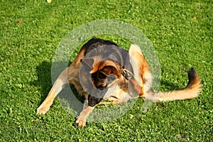 German shepherd dog scratching, on grass in background