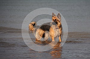 German Shepherd Dog in the sea.