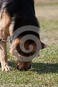 German Shepherd dog seeking something 