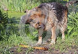 German shepherd dog shakes off water