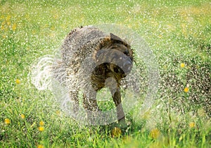 German shepherd dog shaking off water