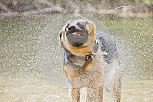 German Shepherd dog shaking off