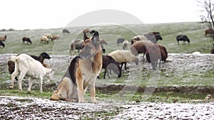 German shepherd dog with sheep at snowfall