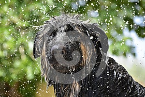 German shepherd dog in shower