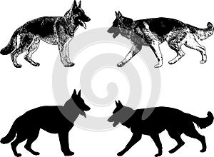 German shepherd dog silhouette and sketch