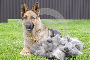 A German shepherd dog sits on a green lawn near a large pile of fur after grooming. Seasonal molting dogs. Portrait of a dog after