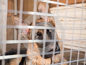 German shepherd dog sits locked in a cage