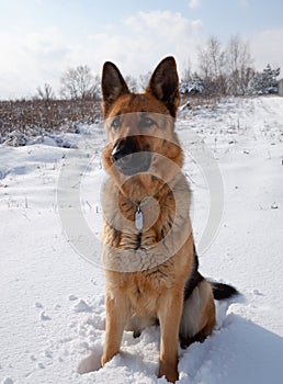 German shepherd dog sits on a snowy field on a sunny winter day