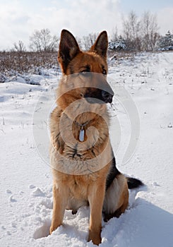 German shepherd dog sits on a snowy field on a sunny winter day