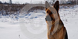 German shepherd dog sits on a snowy field on a sunny winter day