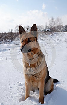 German shepherd dog sits on a snowy field on a sunny winter day