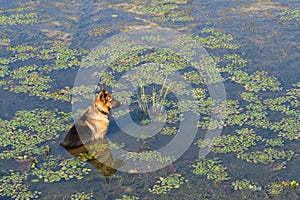 German shepherd dog sits in water of lake and waits owner.