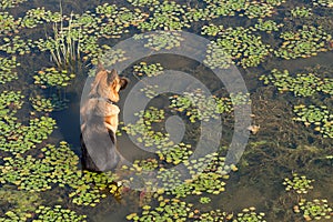 German shepherd dog sits in water of lake among the water chestnut and waits owner photo