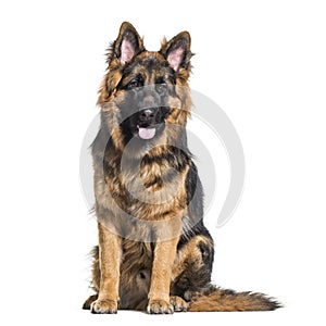 German Shepherd dog sitting against white background
