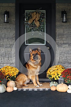 German Shepherd Dog Sitting on Front Porch Decorated for Thanksgiving Day