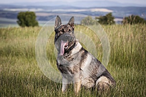 German shepherd dog sitting in grass