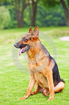 A German shepherd dog is sitting on the grassland