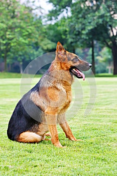 A German shepherd dog is sitting on the grassland