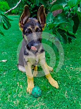 German shepherd dog sitting in green grass